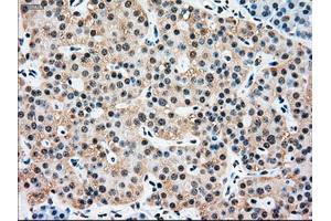 Immunohistochemical staining of paraffin-embedded pancreas tissue using anti-SSBmouse monoclonal antibody. (SSB anticorps)