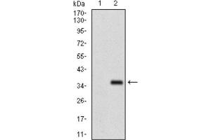 Western Blotting (WB) image for anti-Fibroblast Growth Factor 4 (FGF4) (AA 62-123) antibody (ABIN1845547) (FGF4 anticorps  (AA 62-123))
