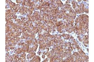 Formalin-fixed, paraffin-embedded human pancreas stained with ODC antibody (ODC1/486) (ODC1 anticorps)