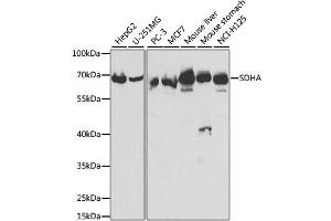 Western blot analysis of extracts of various cell lines, using SDHA antibody.