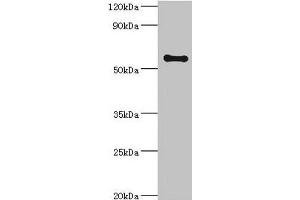 Western blot All lanes: SCP2 antibody at 6 μg/mL + A2780 whole cell lysate Secondary Goat polyclonal to rabbit IgG at 1/10000 dilution Predicted band size: 59, 16, 35, 51, 7, 55, 57 kDa Observed band size: 59 kDa (SCP2 anticorps  (AA 1-322))