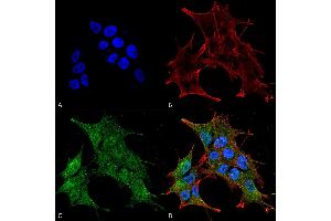 Immunocytochemistry/Immunofluorescence analysis using Rabbit Anti-BRSK1 Polyclonal Antibody . (BRSK1 anticorps  (Biotin))