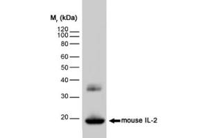 Western blot analysis of mouse IL-2 recombinant protein probed with RAT ANTI MOUSE INTERLEUKIN-2 (ABIN119367) (IL-2 anticorps)