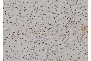 ABIN6277504 at 1/100 staining Mouse liver tissue by IHC-P. (AHCY anticorps  (Internal Region))
