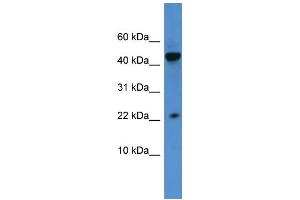 WB Suggested Anti-REG3A Antibody Titration: 0. (REG3A anticorps  (N-Term))