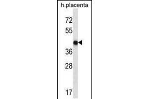 Western blot analysis in human placenta tissue lysates (35ug/lane). (OR10V1 anticorps  (C-Term))