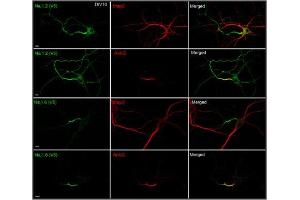 Immunostaining of V5-labeled Nav1. (Ankyrin G anticorps)