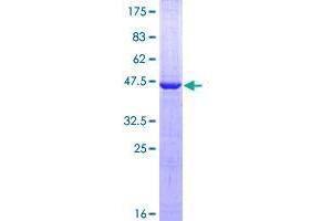 Image no. 1 for V-Set and Transmembrane Domain Containing 2 Like (VSTM2L) (AA 25-204) protein (GST tag) (ABIN1325127)
