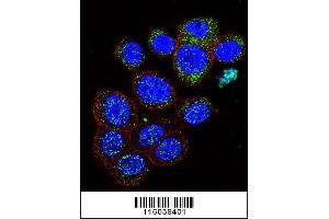 Confocal immunofluorescent analysis of GAL Antibody with 293 cell followed by Alexa Fluor 488-conjugated goat anti-rabbit lgG (green). (GAL anticorps  (C-Term))