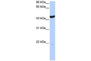 Western Blotting (WB) image for anti-Keratin 23 (KRT23) antibody (ABIN2459119) (KRT23 anticorps)