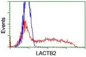 HEK293T cells transfected with either RC201465 overexpress plasmid (Red) or empty vector control plasmid (Blue) were immunostained by anti-LACTB2 antibody (ABIN2454346), and then analyzed by flow cytometry. (LACTB2 anticorps)