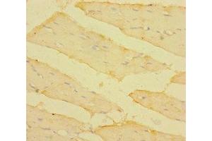 Immunohistochemistry of paraffin-embedded human skeletal muscle tissue using ABIN7172934 at dilution of 1:100 (TM4SF5 anticorps  (AA 112-157))