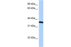 Western Blotting (WB) image for anti-Ribosomal Protein, Large, P0 (RPLP0) antibody (ABIN2462058) (RPLP0 anticorps)