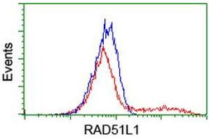 HEK293T cells transfected with either RC206457 overexpress plasmid (Red) or empty vector control plasmid (Blue) were immunostained by anti-RAD51L1 antibody (ABIN2455028), and then analyzed by flow cytometry. (RAD51 Homolog B anticorps  (AA 119-346))