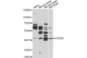 Western blot analysis of extracts of various cell lines, using UTS2R antibody (ABIN5971520) at 1/1000 dilution. (UTS2R anticorps)