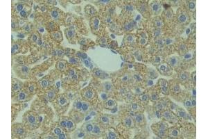 Detection of HMGCS in Mouse Liver Tissue using Polyclonal Antibody to Hydroxymethylglutaryl Coenzyme A Synthase (HMGCS)