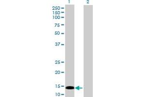 Western Blot analysis of PRKRIR expression in transfected 293T cell line by PRKRIR MaxPab polyclonal antibody. (PRKRIR anticorps  (AA 1-150))