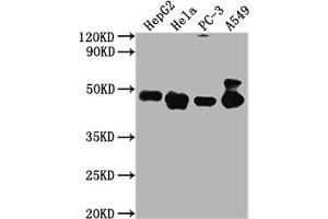 Western Blot Positive WB detected in: HepG2 whole cell lysate, Hela whole cell lysate, PC-3 whole cell lysate, A549 whole cell lysate All lanes PD-L2 antibody at 1:2000 Secondary Goat polyclonal to mouse IgG at 1/50000 dilution Predicted band size: 31,21 KDa Observed band size: 45-50 KDa Exposure time:5 min (PDCD1LG2 anticorps  (AA 21-118))