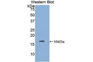 Detection of Recombinant GDNF, Rat using Polyclonal Antibody to Glial Cell Line Derived Neurotrophic Factor (GDNF) (GDNF anticorps  (AA 78-211))