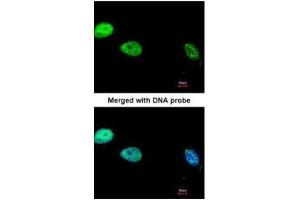 ICC/IF Image Immunofluorescence analysis of paraformaldehyde-fixed HeLa, using DNA Polymerase delta, catalytic subunit, antibody at 1:200 dilution.