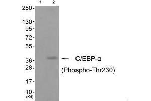 Western blot analysis of extracts from cos-7 cells (Lane 2), using C/EBP-α (Phospho-Thr230) Antibody. (CEBPA anticorps  (pThr230))