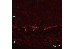 Indirect immunostaining of pepsin treated mouse cerebellum sections (dilution 1 : 500).