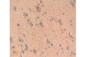 IHC-P analysis of brain tissue, with DAB staining. (FGF20 anticorps  (AA 1-211))