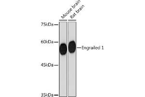 Western blot analysis of extracts of various cell lines, using Engrailed 1 Rabbit mAb (ABIN7266949) at 1:1000 dilution.