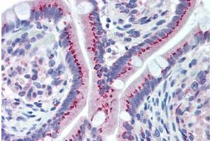 Human Small Intestine (formalin-fixed, paraffin-embedded) stained with GOLM1 antibody ABIN292241 at 1:100 followed by biotinylated goat anti-rabbit IgG secondary antibody ABIN481713, alkaline phosphatase-streptavidin and chromogen. (GOLM1 anticorps  (AA 67-81))