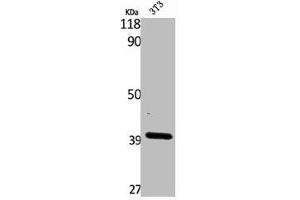 Western Blot analysis of NIH-3T3 cells using β-1,3-Gal-T4 Polyclonal Antibody