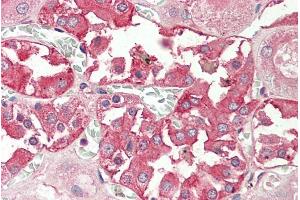 ABIN571241 (5µg/ml) staining of paraffin embedded Human Kidney. (RHCG anticorps  (Internal Region))