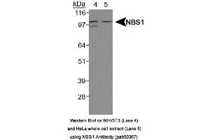 Image no. 1 for anti-NLR Family, Pyrin Domain Containing 2 (NLRP2) (Internal Region) antibody (ABIN363674) (NLRP2 anticorps  (Internal Region))