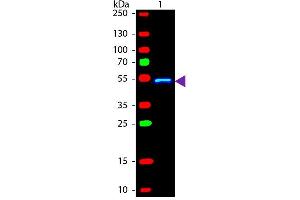 Western blot of Fluorescein conjugated Rabbit Anti-Mouse IgG1 (Gamma 1 chain) secondary antibody. (Lapin anti-Souris IgG1 (Heavy Chain) Anticorps (FITC) - Preadsorbed)