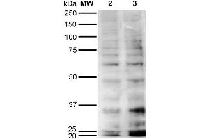 Western Blot analysis of Human Cervical Cancer cell line (HeLa) showing detection of Hexanoyl-Lysine adduct-BSA using Mouse Anti-Hexanoyl-Lysine adduct Monoclonal Antibody, Clone 5E8 . (Hexanoyl-Lysine Adduct (HEL) anticorps (Atto 594))
