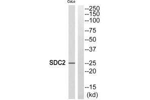 Western blot analysis of extracts from COLO cells, using SDC2 antibody. (Syndecan 2 anticorps)