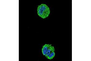 Confocal immunofluorescent analysis of ETS1 Antibody (N-term) (ABIN654675 and ABIN2844370) with MCF-7 cell followed by Alexa Fluor® 488-conjugated goat anti-rabbit lgG (green).