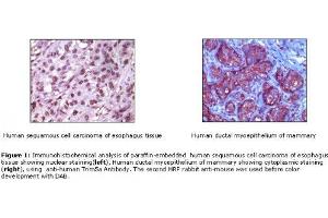 Image no. 1 for Rabbit anti-Mouse IgG antibody (HRP) (ABIN305604) (Lapin anti-Souris IgG Anticorps (HRP))