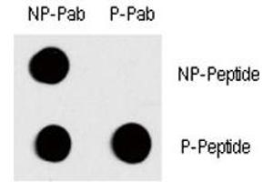 Dot blot analysis of phospho-c-Fos antibody.