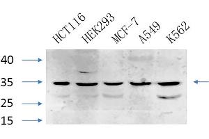anti-Caspase 7, Apoptosis-Related Cysteine Peptidase (CASP7) (AA 160-240) antibody