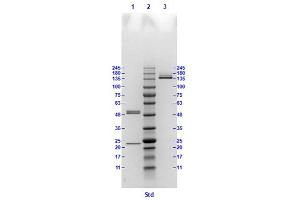 Coomassie stained SDS-PAGE results using Anti-Hemagglutinin (HA) (Mouse) Monoclonal Antibody clone 18A4 separated in a 4-20 % gradient gel. (Hemagglutinin anticorps)