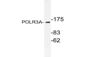 Western blot (WB) analysis of POLR3A antibody in extracts from HUVEC cells. (POLR3A anticorps)
