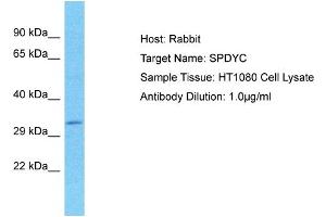 Host: Rabbit Target Name: SPDYC Sample Type: HT1080 Whole Cell lysates Antibody Dilution: 1. (SPDYC anticorps  (N-Term))