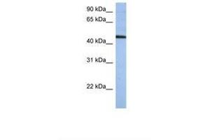 Image no. 1 for anti-Zinc Finger Protein 766 (ZNF766) (AA 74-123) antibody (ABIN6739283) (ZNF766 anticorps  (AA 74-123))