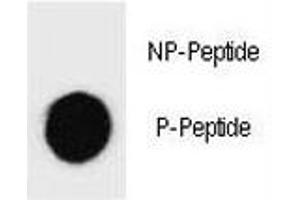 Dot blot analysis of phospho-Caspase-3 antibody.