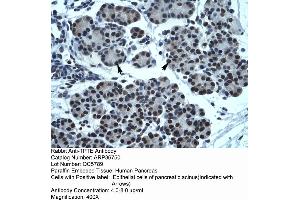 Human Pancreas (TPTE anticorps  (C-Term))