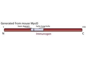 Image no. 1 for anti-Myogenic Differentiation 1 (MYOD1) antibody (ABIN967403) (MYOD1 anticorps)