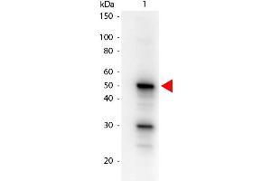 Western Blot of Mouse anti-Pdcd4 phospho S457 Biotin Conjugated antibody.