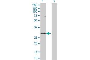 Western Blot analysis of PPP1R2 expression in transfected 293T cell line by PPP1R2 MaxPab polyclonal antibody.