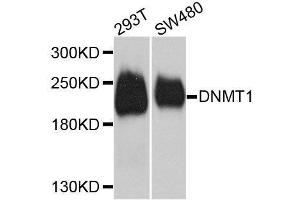 Western blot analysis of extracts of various cell lines, using DNMT1 antibody.