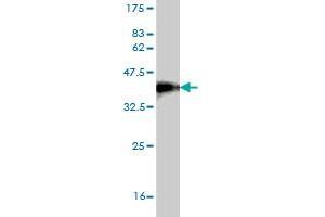 Western Blot detection against Immunogen (36. (TWSG1 anticorps  (AA 124-223))